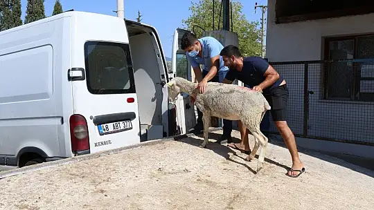 Yangın mağduru çiftçilere hayvan desteği
