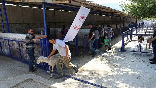 Yangın mağduru çiftçilere hayvan desteği