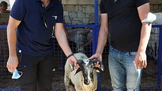 Yangın mağduru çiftçilere hayvan desteği