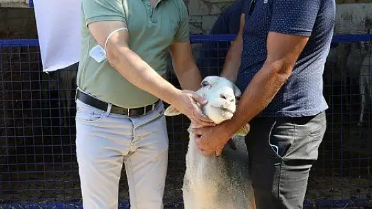 Yangın mağduru çiftçilere hayvan desteği