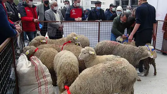 Yangın mağduru kadın üreticilere 10 bin koyun