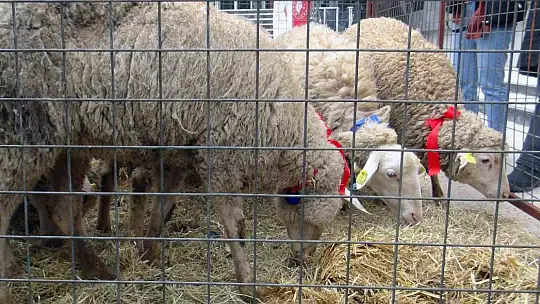 Yangın mağduru kadın üreticilere 10 bin koyun