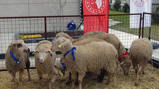Yangın mağduru kadın üreticilere 10 bin koyun
