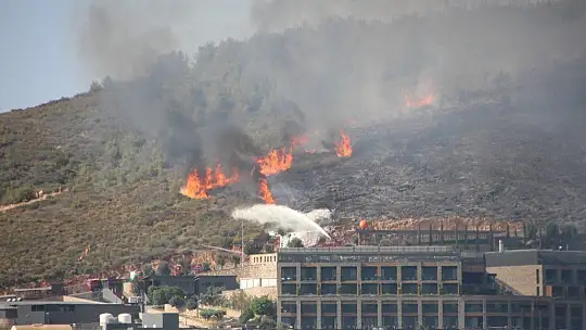 Yangında 80 hektar orman kül oldu