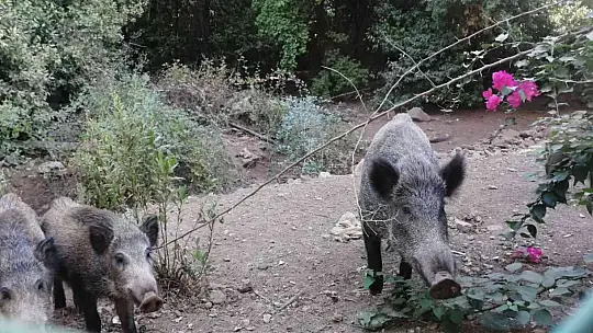 YANGINDAN KAÇAN DOMUZ SÜRÜSÜ OTEL BAHÇESİNE SIĞINDI