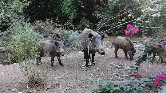 YANGINDAN KAÇAN DOMUZ SÜRÜSÜ OTEL BAHÇESİNE SIĞINDI