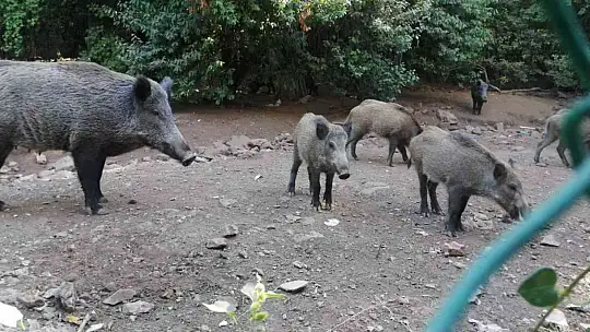 YANGINDAN KAÇAN DOMUZ SÜRÜSÜ OTEL BAHÇESİNE SIĞINDI