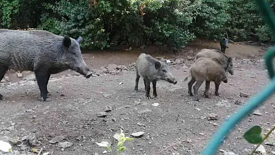 YANGINDAN KAÇAN DOMUZ SÜRÜSÜ OTEL BAHÇESİNE SIĞINDI