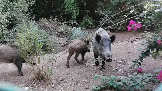 Yangından kaçan domuzlara Jandarma ve otelciler yemek verdi