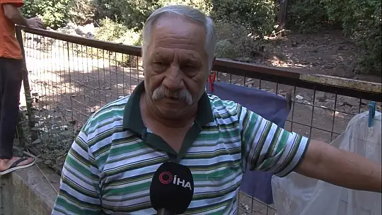 Yangından kaçan domuzlara Jandarma ve otelciler yemek verdi