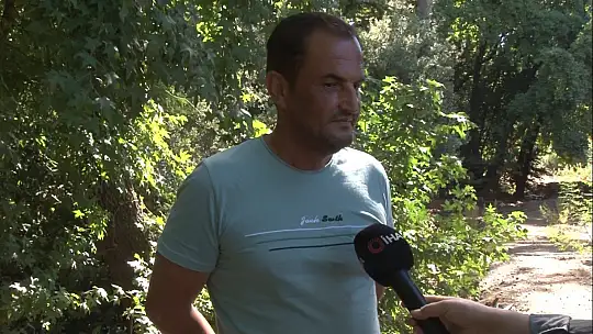 Yangından kaçan domuzlara Jandarma ve otelciler yemek verdi