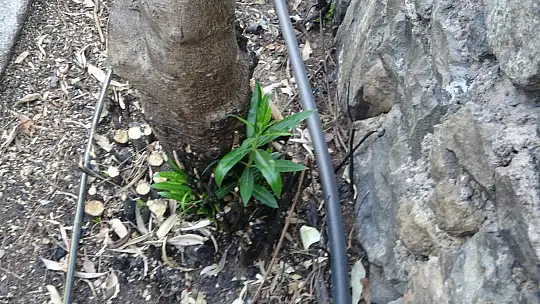 Yangının ardından doğa kendini yenilemeye başladı