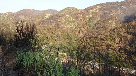 Yangının ardından doğa kendini yenilemeye başladı