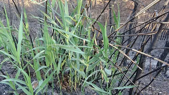 Yangının ardından doğa kendini yenilemeye başladı