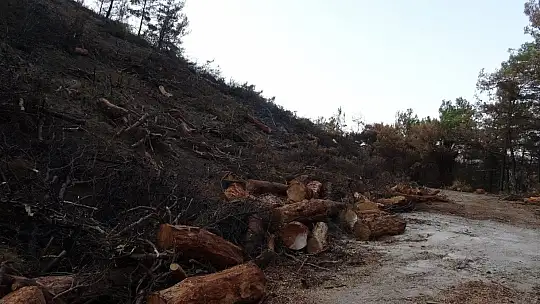 Yangının ardından doğa kendini yenilemeye başladı
