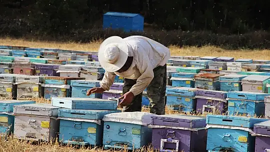 Yangınlar Marmaris Çam Balını olumsuz etkiledi
