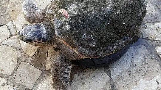Yaralı kaplumbağa gözlem altına alındı