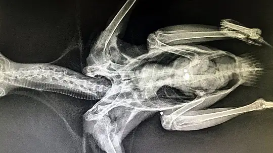 Yaralı kargaya cerrahi operasyon