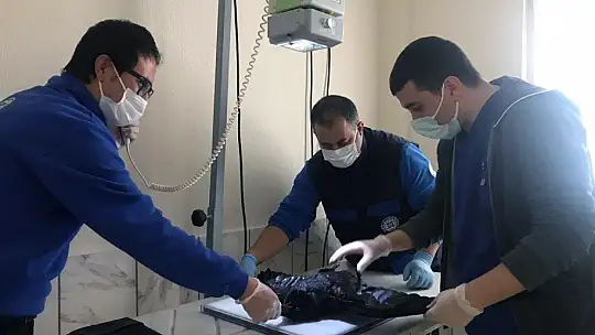 Yaralı kargaya cerrahi operasyon