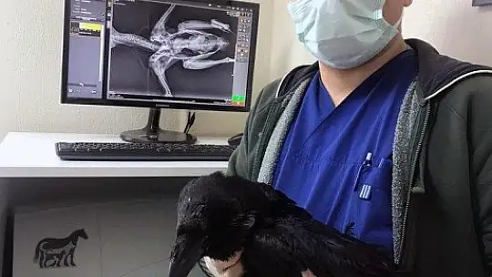 Yaralı kargaya cerrahi operasyon