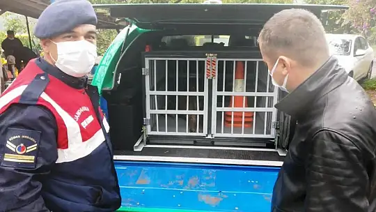 Yaralı yaban keçisi tedaviye alındı