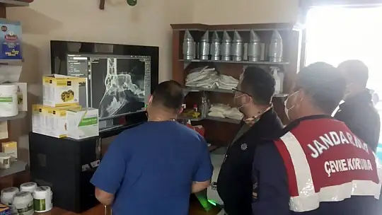 Yaralı yaban keçisi tedaviye alındı