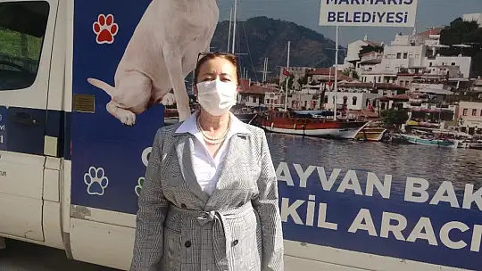 Yaralı Yılkı atına Marmaris Belediyesi sahip çıktı