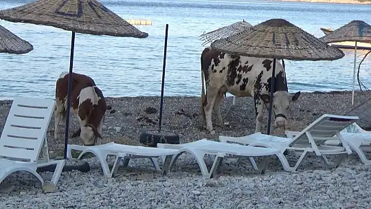 Yaşadıklarını gözyaşları içerisinde anlattılar