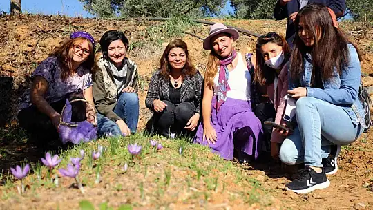 Yatağan'da ilk Safran hasadı