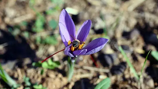 Yatağan'da ilk Safran hasadı
