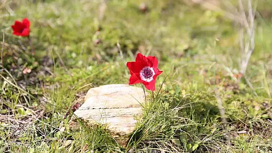 Yatağan'da laleler 1 ay erken açtı