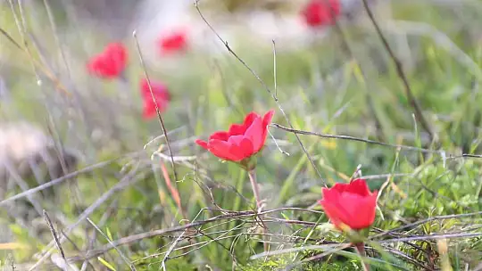 Yatağan'da laleler 1 ay erken açtı