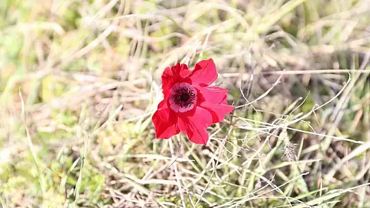 Yatağan'da laleler 1 ay erken açtı
