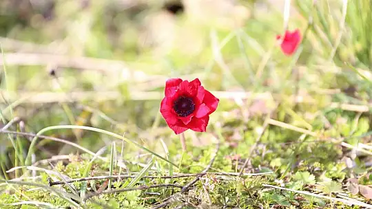 Yatağan'da laleler 1 ay erken açtı