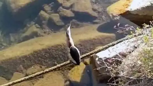 Yavru Balaban kuşu tekrar doğaya bırakıldı