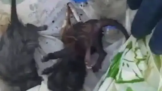 Yavru kedileri poşet içerisinde canlı canlı çöpe atmışlar