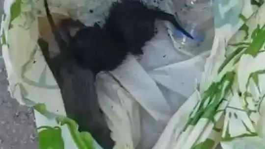 Yavru kedileri poşet içerisinde canlı canlı çöpe atmışlar