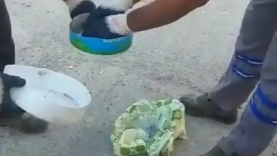 Yavru kedileri poşet içerisinde canlı canlı çöpe atmışlar
