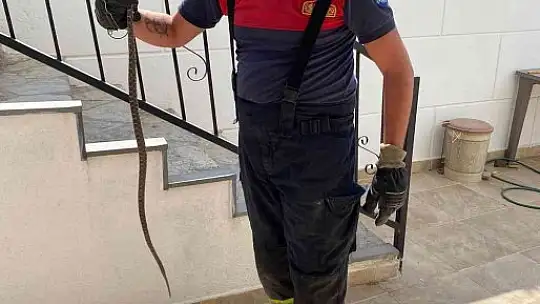 Yılan, evin deposuna girdi