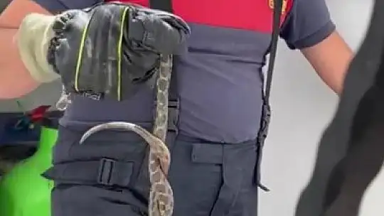 Yılan, evin deposuna girdi