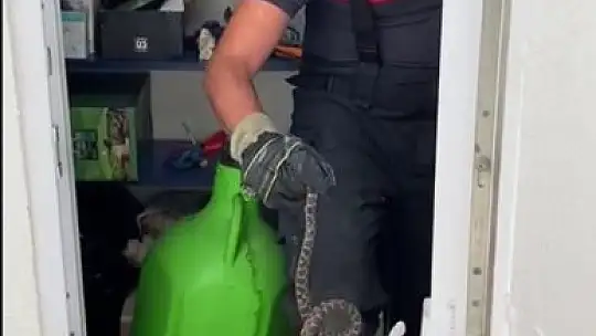 Yılan, evin deposuna girdi
