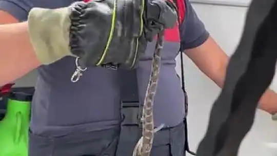 Yılan, evin deposuna girdi