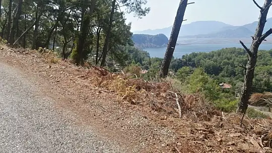 Yol kenarındaki kurumuş ağaç parçaları yangına davetiye çıkartıyor