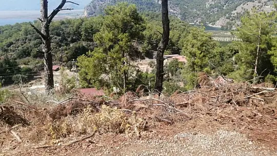 Yol kenarındaki kurumuş ağaç parçaları yangına davetiye çıkartıyor