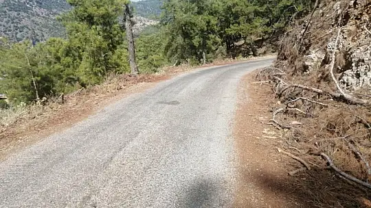 Yol kenarındaki kurumuş ağaç parçaları yangına davetiye çıkartıyor