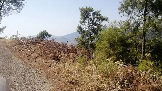 Yol kenarındaki kurumuş ağaç parçaları yangına davetiye çıkartıyor