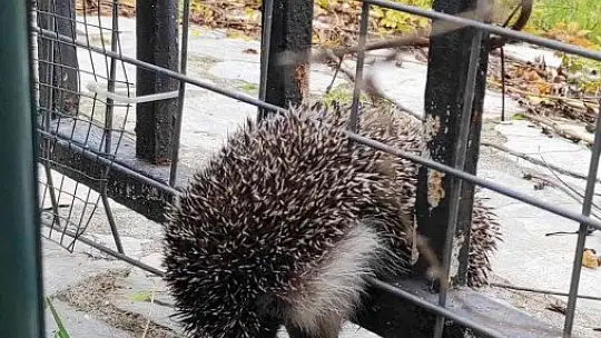 Yolunu şaşıran kirpi korkuluklara sıkıştı