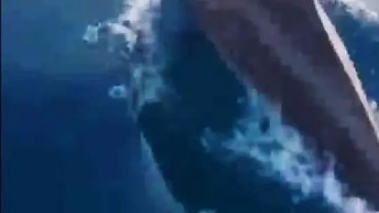 Yunus balığı tekneye eşlik etti