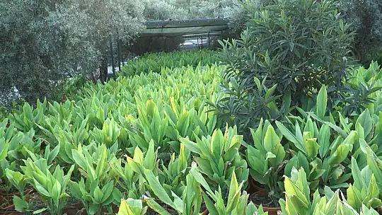 ZERDEÇAL'IN ANAVATANI BODRUM OLACAK