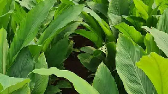 ZERDEÇAL'IN ANAVATANI BODRUM OLACAK